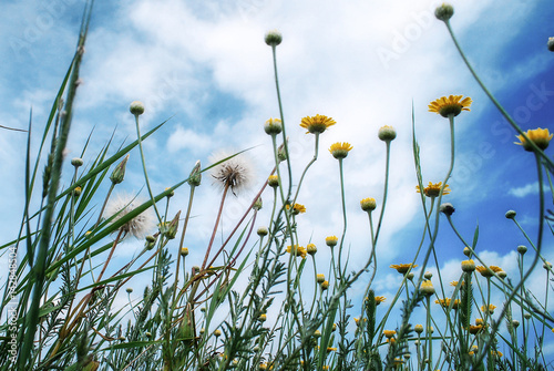 Nowoczesny obraz na płótnie Wild yellow flowers and dandelions and the sky and clouds viewed from above