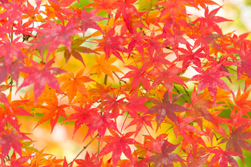 Wall Mural - maple tree in autumn season