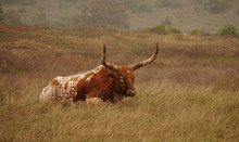 Texas Longhorn In Field