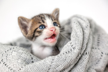 Wall Mural - Beautiful cute gray striped kitten with blue eyes