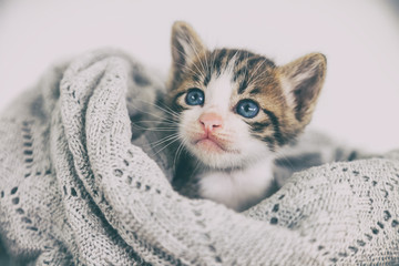 Wall Mural - Beautiful cute gray striped kitten with blue eyes