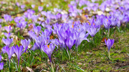 Poster - Drebach Krokuswiesen im Erzgebirge  - Crocus flowers in Drebach, Saxony