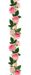 Wall Mural - pink rose flowers and buds line arrangement