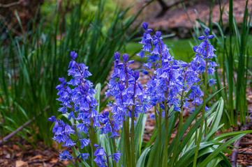 Sticker - Bright Spanish Bluebell flowers in the garden