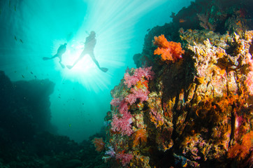 Wall Mural - Coral, fish and scuba diver underwater