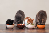 Fototapeta Koty - Domestic cats eat pet food on the floor from bowls