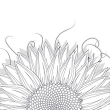 Sunflower Sketch On White Background