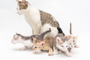 Kitten on a white background.