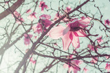 Fototapeta Do pokoju - Magnolia tree covered with pink flowers