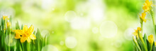 Bright Green Spring Panorama Background
