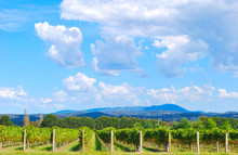 Winery Vineyard At Yarra Valley Next To Melbourne In Victoria, Australia.