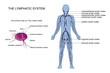anatomy of the lymphatic system
