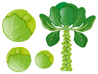 Wall Mural - Green cabbages and brussel sprouts