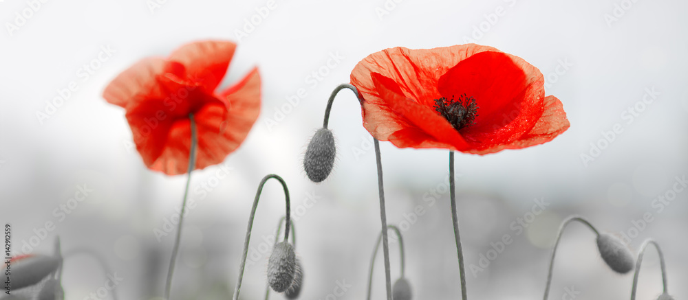 Two red poppies in bright evening light. - obrazy, fototapety, plakaty 