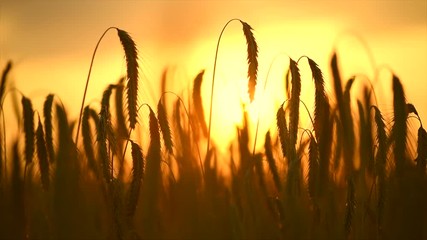 Wall Mural - Wheat field. Ears of golden wheat close up. Beautiful nature sunset landscape. 4K UHD video 3840X2160