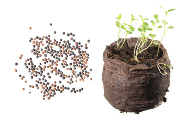Wall Mural - Seeds and seedling of thyme (Thymus serpyllum) isolated on white background