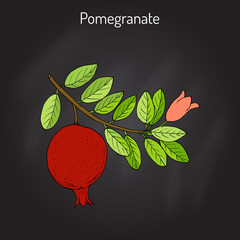 Poster - Pomegranate Punica granatum branch with fruit and leaves