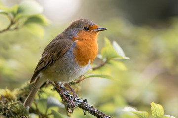 robin (erithacus rubecula) singing on branch. bird in family turdidae, with beak open in profile, ma