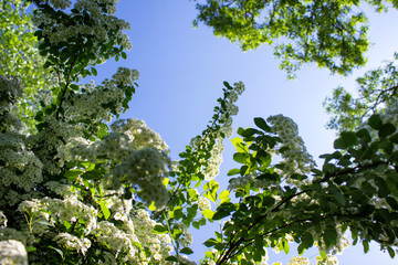Wall Mural - light summer scene with garden wild plants on the background of blue clear skies.