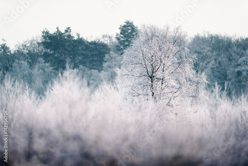 nagi-drzewo-z-hoarfrost-w-zima-krajobrazie