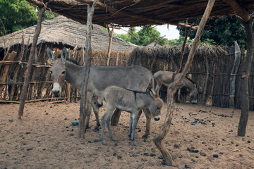 Wall Mural - baby donkey with family