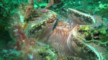 Thriving Coral Reef Alive With Marine Life And Shoals Of Fish, Bali
