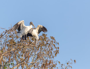 2 Wood Storks perched in the tree tops