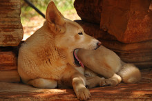 Dingo Australien 
