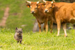 © bruno ismael alves - Happy Little Dog Running in the Farm.