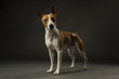 Red and White rat Terrier standing