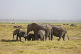 Fototapeta Sawanna - Elephant Family