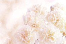 Floral Background Of Carnations