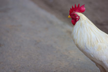 Close Up Of Head And Body Of A White Rooster With Red Comb.
