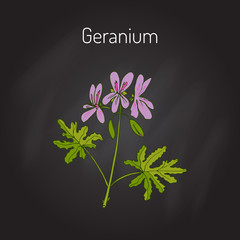 Wall Mural - Geranium or Pelargonium, medicinal and aromatic plant