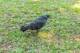 Fototapeta Londyn - Beautiful Pigeon bird walking on grass in the square. Curious pigeons standing on the grass in a city park. Funny pigeons walking and flying