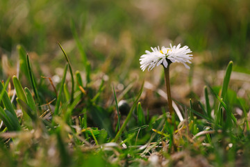 Fresh spring grass with flowers on a sunny day with natural blurred background