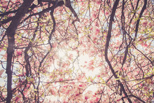 Magnolienbäume Von Unten, Blütendach 