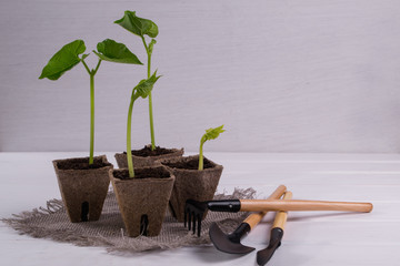 Pots with young seedlings on white wooden background