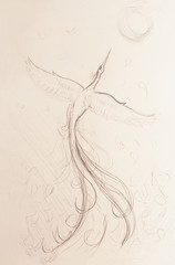 Fototapete - uprising phoenix bird flying up, drawing on white paper background.
