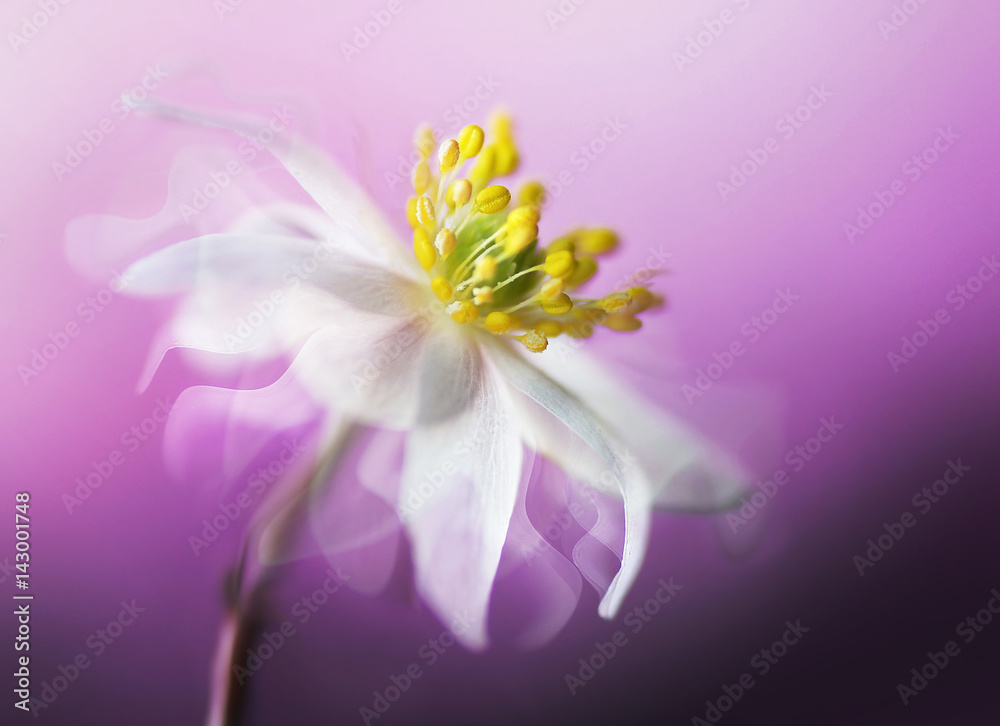 Big beautiful white spring anemone flower close-up of a macro on a purple background with fluttering petals in the wind with a soft focus. Elegant gentle airy dreamy artistic image. - obrazy, fototapety, plakaty 