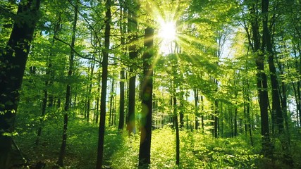 Wall Mural - Fresh green beech forest beautifully illuminated by warm rays of the spring sun