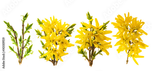 Fotomural Forsythia blossom. Spring flowers white background