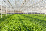 Fototapeta Mosty linowy / wiszący - Large greenhouse with lots of little chrysanthemum cuttings
