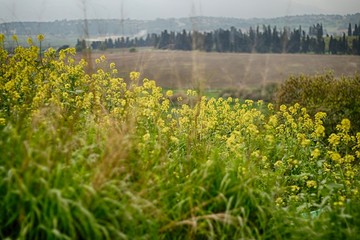 Spring flowers in Galilee, Israel