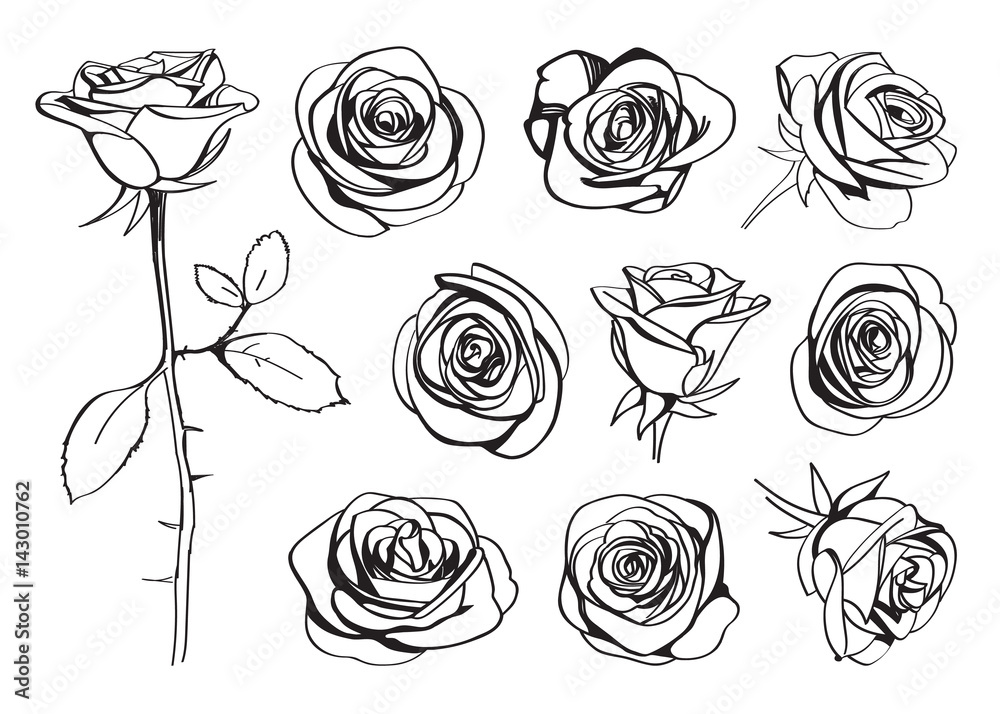 Roses hand drawn set. Black line rose flowers inflorescence silhouettes isolated on white background. Icon collection. Vector doodle illustration - obrazy, fototapety, plakaty 