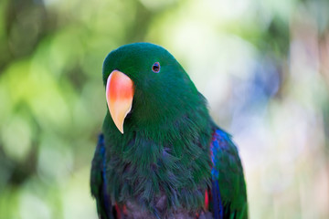 Parrot portrait of bird. Wildlife scene from tropic nature.