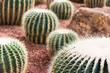 © ahimaone - cactus in desert  for background or wallpaper