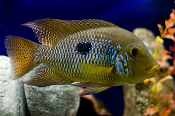 Wall Mural - Brazilian Geophagus in the aquarium