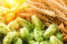 Green Hops, Malt, Ears Of Barley And Wheat Grain