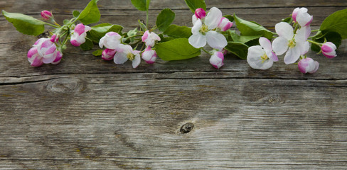 Beautiful wooden background with Apple flowers